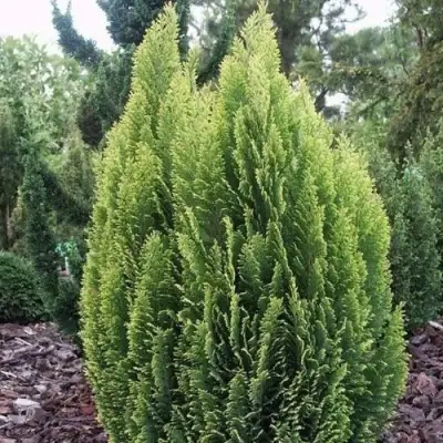 Кипарисовик ЭЛВУДИ ЭМПАЙР лавсона в Пинске