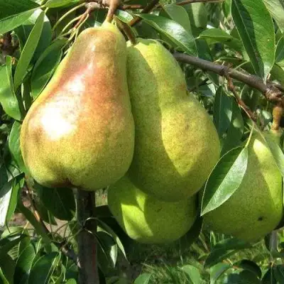 Груша БЕРЕ ЛЮКА в Пинске