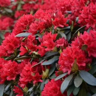 Рододендрон БУЗУКИ в Пинске