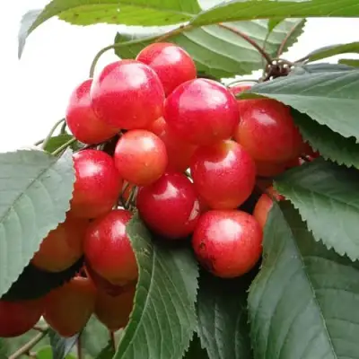 Черешня ГАСТИНЕЦ в Пинске