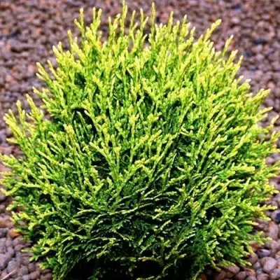 Туя ВОТЕРФИЛД западная в Пинске