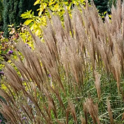 Мискантус КЛЯЙН СИЛЬБЕРСПАЙН китайский  в Пинске