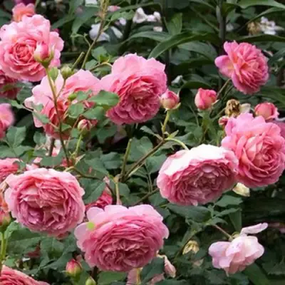 Роза ДЖУБИЛИ СЕЛЕБРЕЙШН английская в Пинске