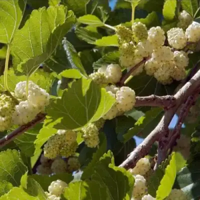 Шелковица БЕЛАЯ АЛЬБА в Пинске