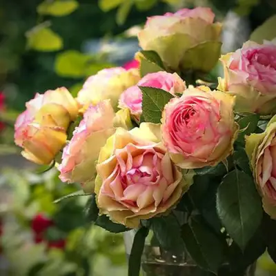 Роза ПИТАХАЙЯ чайно-гибридная в Пинске