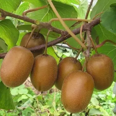 Актинидия ХЕЙВАРД киви в Пинске