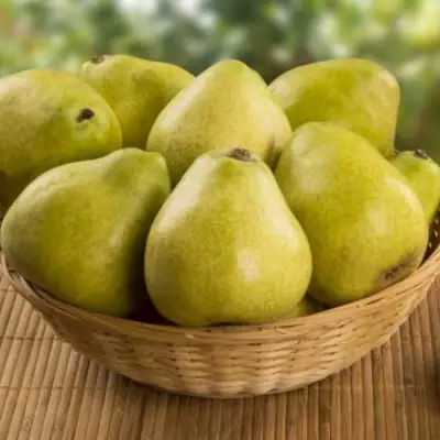 Груша ВИЛИЯ в Пинске