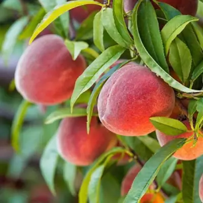 Персик РЕД ХЕВЕН в Пинске