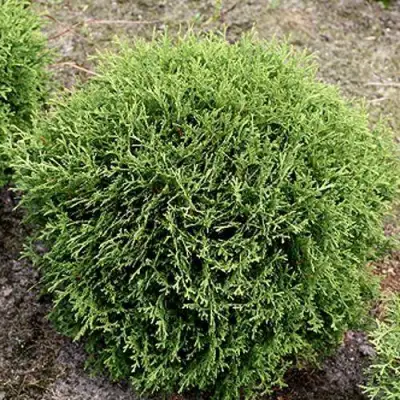 Туя ТИНИ ТИМ западная в Пинске