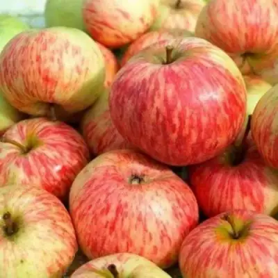 Яблоня РАНЕТКА (КОРОБОВКА) в Пинске