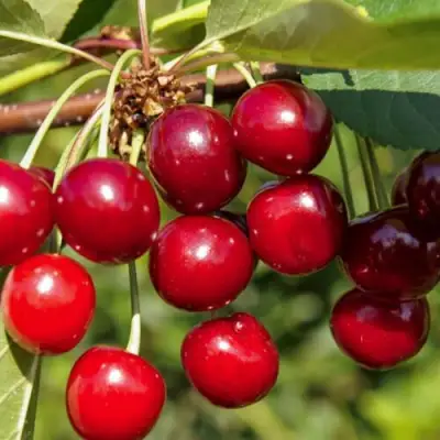 Вишня ЛЮБСКАЯ в Пинске