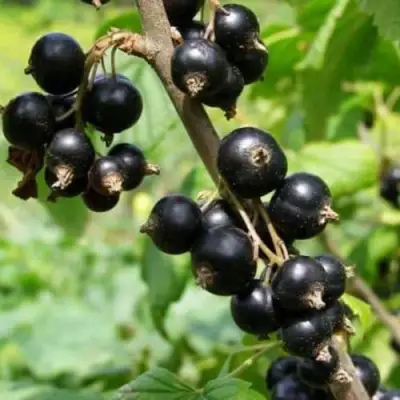 Смородина черная ВОЛОГДА в Пинске