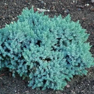 Можжевельник БЛЮ СТАР чешуйчатый в Пинске