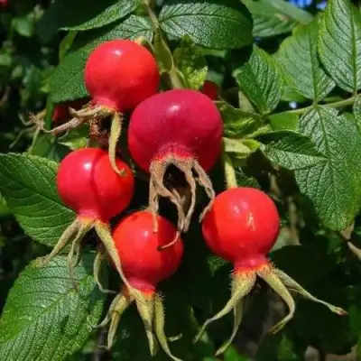 Шиповник ВИТАМИННЫЙ ВНИВИ в Пинске