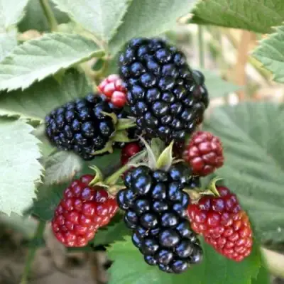 Ежевика ОРКАН бесшипная  в Пинске