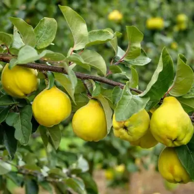 Айва ТРИУМФ в Пинске