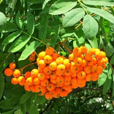 Рябина ДИРКЕНИ ЖЁЛТАЯ  сладкоплодная в Пинске