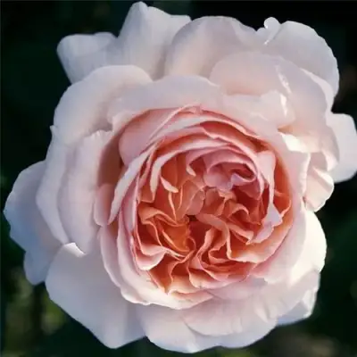 Роза АНДРЕ ЛЕ НОТР чайно-гибридная в Пинске