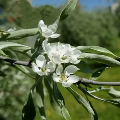 Груша ИВОЛИСТНАЯ в Пинске
