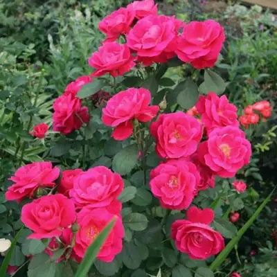 Роза ДЖОРДЖ ВАНКУВЕР флорибунда в Пинске