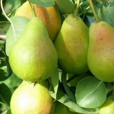 Груша ЛИРА в Пинске