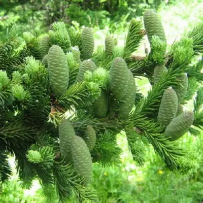 Пихта белая в Пинске