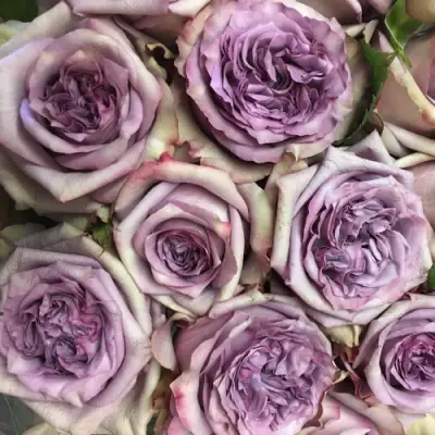 Роза ДОЛЬЧЕТТО чайно-гибридная в Пинске