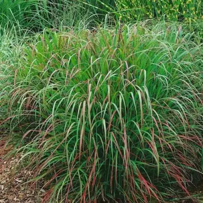 Просо РЕБРАУН прутьевидное в Пинске