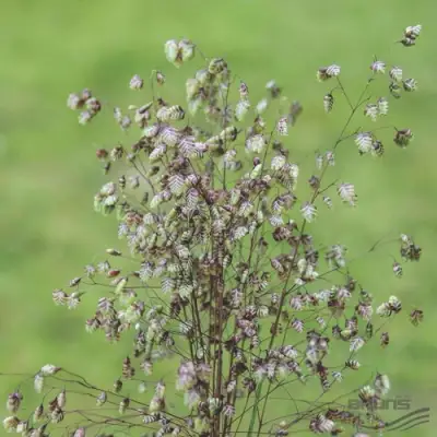 Трясунка средняя в Пинске