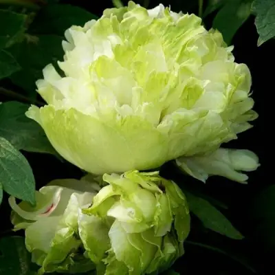 Пион ЗЕЛЕНЫЙ ШАР древовидный в Пинске