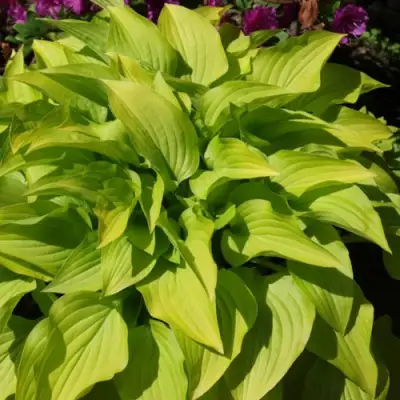 Хоста ХИДОН САНСЕТ в Пинске