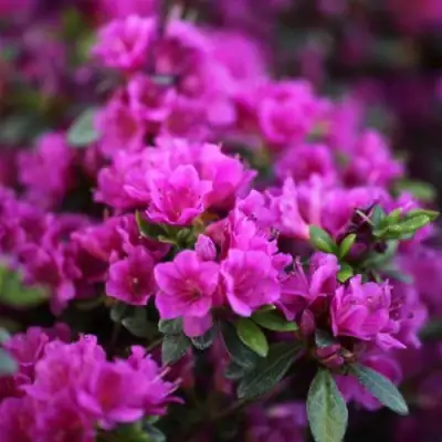 Азалия ГЕЙША ПЕРПЛ японская в Пинске