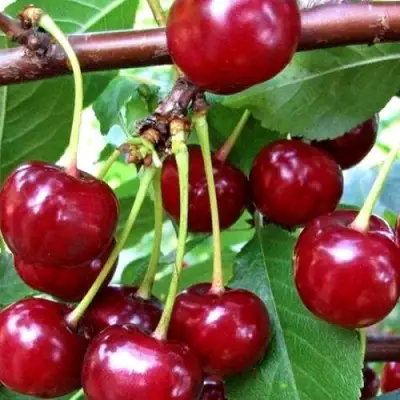 Дюк ШПАНКА ДОНЕЦКАЯ в Пинске