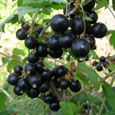 Смородина чёрная ШАРОВИДНАЯ в Пинске