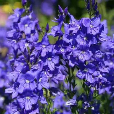 Вероника австрийская в Пинске