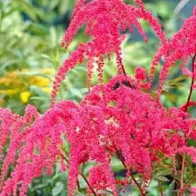 Астильба РЕД ЧАРМ Арендса в Пинске