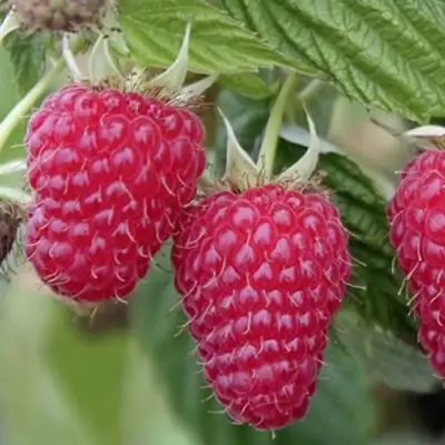 Малина ТУЛАМИН в Пинске