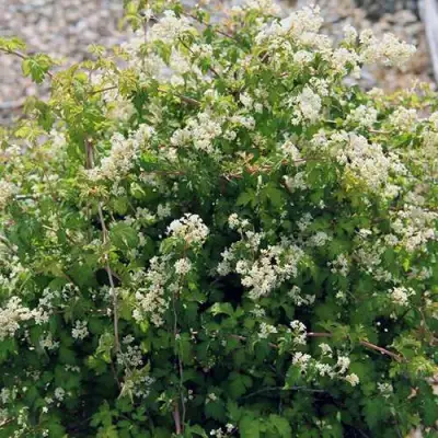 Стефанандра КРИСПА надрезаннолистная в Пинске