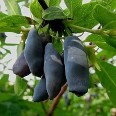 Жимолость съедобная ЧУЛЫМСКАЯ в Пинске