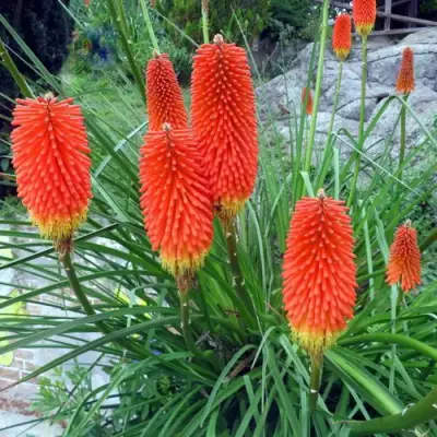 Книфофия БЕНГАЛ ФАЕР гибридная в Пинске