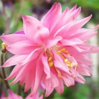 Аквилегия БАРЛОУ ПИНК гибрид МакКаны в Пинске