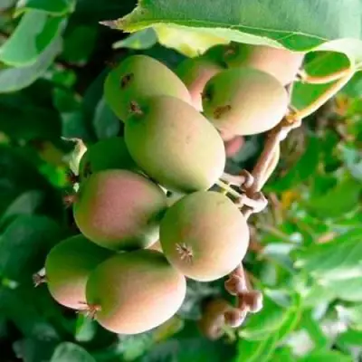 Актинидия ГИБРИДНАЯ КОЛБАСИНОЙ в Пинске