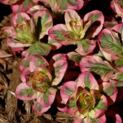 Вербейник АЛЕКСАНДР точечный в Пинске