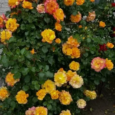 Роза САХАРА плетистая в Пинске