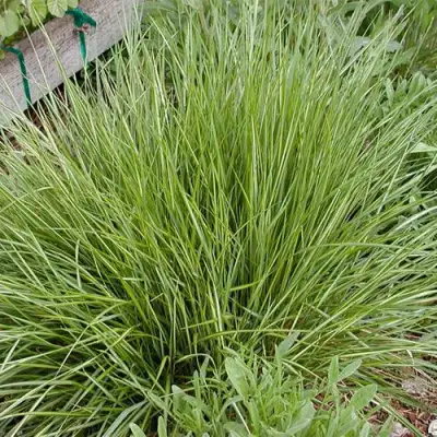 Вейник АВАЛАНШ остроцветковый в Пинске