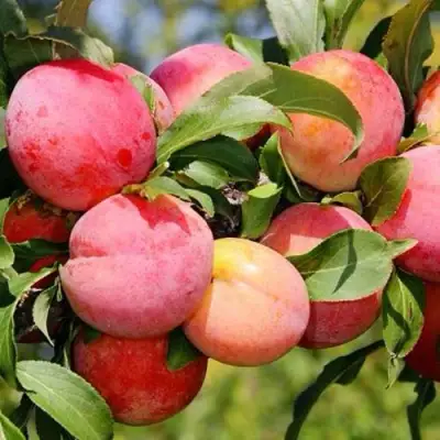 Слива ФАВОРИТЕ ДЕ СУЛТАНО в Пинске