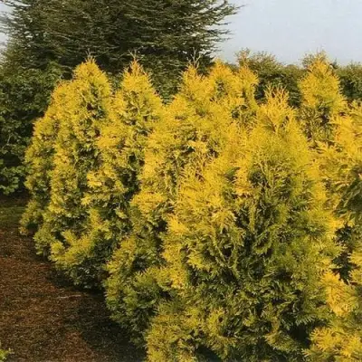 Туя ЕВРОПА ГОЛД западная в Пинске