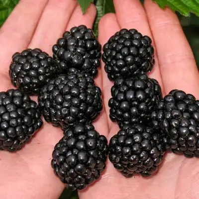 Ежевика ДЖАМБО бесшипная  в Пинске