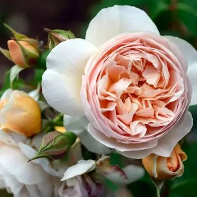 Роза ДЖУЛЬЕТТА английская в Пинске