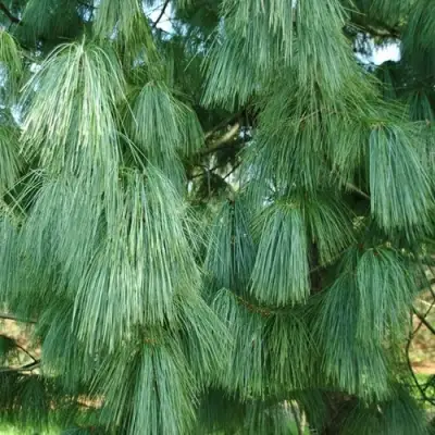 Сосна гриффита в Пинске